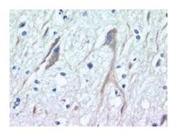 Neuronal Pentraxin Mouse, Unlabeled, Clone: 22, BD 150&mu;g; Unlabeled:Antibodies,
