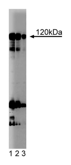 NFAT-1 Mouse, Unlabeled, Clone: 1, BD:Antibodies:Primary Antibodies