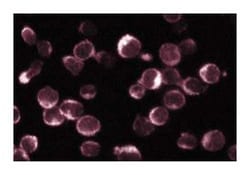 NFAT-1 Mouse, Unlabeled, Clone: 1, BD:Antibodies:Primary Antibodies