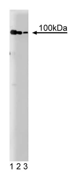 NAT1 Mouse, Unlabeled, Clone: 35, BD:Antibodies:Primary Antibodies