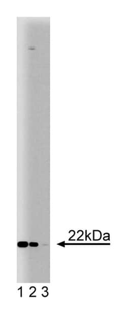 Ninjurin Mouse, Unlabeled, Clone: 50, BD 150&mu;g; Unlabeled:Antibodies,