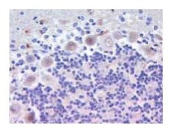 Ninjurin Mouse, Unlabeled, Clone: 50, BD 150&mu;g; Unlabeled:Antibodies,