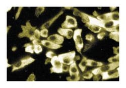 NMT-2 Mouse anti-Human, Unlabeled, Clone: 30, BD 50&mu;g; Unlabeled:Antibodies,