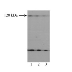 NF-ATc2 Mouse, Unlabeled, Clone: 4G6-G5, BD 0.1mg; Unlabeled:Antibodies,
