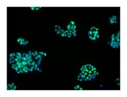 Nkx6.1 Mouse, Unlabeled, Clone: R11-560, BD 100&mu;g; Unlabeled:Antibodies,