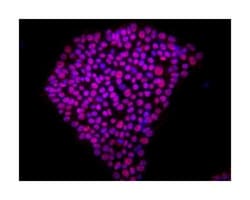 Oct3/4 (Human Isoform A) Mouse, Alexa Fluor 647, Clone: O50-808, BD 50 Tests | Buy Online | BD Biosciences | Fisher Scientific