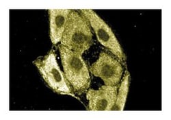 PIX Mouse, Unlabeled, Clone: 23, BD 50&mu;g; Unlabeled:Antibodies, Monoclonal