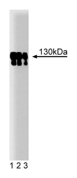 p130 [Cas] Mouse, Unlabeled, Clone: 21, BD 150&mu;g; Unlabeled:Antibodies,