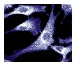 p130 [Cas] Mouse, Unlabeled, Clone: 21, BD 150&mu;g; Unlabeled:Antibodies,