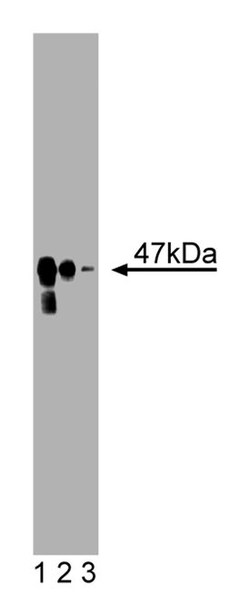 PAI-1 Mouse, Unlabeled, Clone: 41, BD:Antibodies:Primary Antibodies
