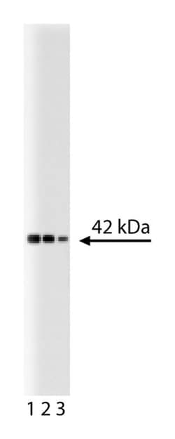 p38 Mouse, Unlabeled, Clone: 27, BD:Antibodies:Primary Antibodies