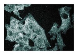 p38 Mouse, Unlabeled, Clone: 27, BD:Antibodies:Primary Antibodies