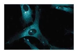 p150 [Glued] Mouse, Unlabeled, Clone: 1, BD 150&mu;g; Unlabeled:Antibodies,