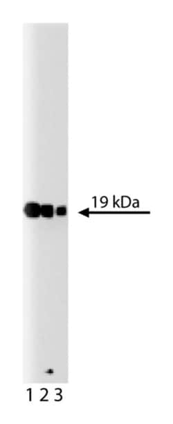 p19 [Skp1] Mouse, Unlabeled, Clone: 52, BD 50&mu;g; Unlabeled:Antibodies,