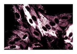p62 Ick ligand Mouse anti-Human, Unlabeled, Clone: 3, BD 150&mu;g; Unlabeled:Antibodies,