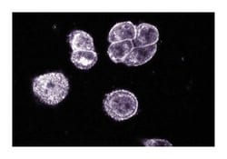 Pax-5 Mouse, Unlabeled, Clone: 24, BD 50μg; Unlabeled:Antibodies, Monoclonal