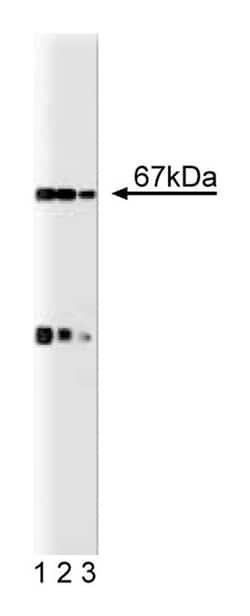 p67 (phox) Mouse, Unlabeled, Clone: 29, BD:Antibodies:Primary Antibodies