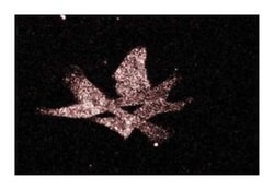 28/PMCA2 Mouse, Unlabeled, Clone: 28, BD 50&mu;g; Unlabeled:Antibodies,