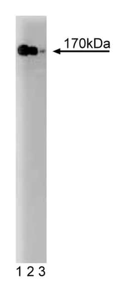 PI3-Kinase p170 Mouse, Unlabeled, Clone: 17, BD 50&mu;g; Unlabeled:Antibodies,