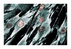 PI3-Kinase p170 Mouse, Unlabeled, Clone: 17, BD 50&mu;g; Unlabeled:Antibodies,