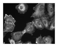 PI3-Kinase C2 Mouse anti-Human, Unlabeled, Clone: 22, BD 50&mu;g; Unlabeled:Antibodies,