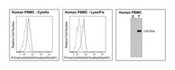 Smad1/Smad8 Rat, PE, Clone: N6-1233, BD 50 Tests; PE:Antibodies, Monoclonal