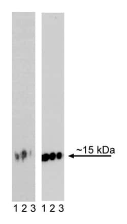 H2AX (pS139) Mouse, Unlabeled, Clone: N1-431, BD 0.1mg; Unlabeled:Antibodies,