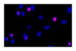 Histone H3 (pS28) Rat, Alexa Fluor 647, Clone: HTA28, BD 100 Tests; Alexa