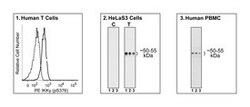 IKK (pS376) Mouse anti-Human, PE, Clone: N19-39, BD 50 Tests; PE:Antibodies,