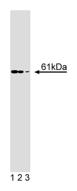RIP2/RICK Mouse, Unlabeled, Clone: 25, BD 50&mu;g; Unlabeled:Antibodies,
