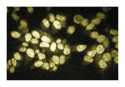 RIP2/RICK Mouse, Unlabeled, Clone: 25, BD 50&mu;g; Unlabeled:Antibodies,