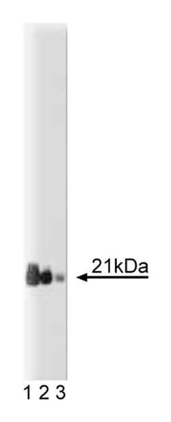 Rap1 Mouse, Unlabeled, Clone: 3, BD 50&mu;g; Unlabeled:Antibodies, Monoclonal