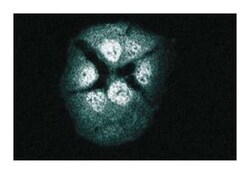 Rap1 Mouse, Unlabeled, Clone: 3, BD 50&mu;g; Unlabeled:Antibodies, Monoclonal
