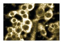 Rap2 Mouse, Unlabeled, Clone: 12, BD 50&mu;g; Unlabeled:Antibodies, Monoclonal