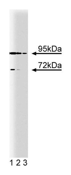 B-Raf Mouse, Unlabeled, Clone: 13, BD 50&mu;g; Unlabeled:Antibodies, Monoclonal