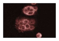 ROCK-II Mouse, Unlabeled, Clone: 21, BD 150&mu;g; Unlabeled:Antibodies,