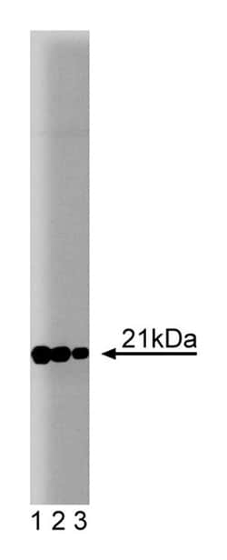 Rac1 Mouse, Unlabeled, Clone: 102, BD:Antibodies:Primary Antibodies