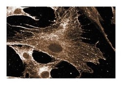 Rac1 Mouse, Unlabeled, Clone: 102, BD:Antibodies:Primary Antibodies