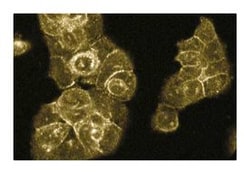 Rabaptin-5 Mouse, Unlabeled, Clone: 20, BD 50&mu;g; Unlabeled:Antibodies,
