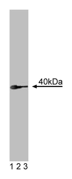 RON Mouse, Unlabeled, Clone: 29, BD:Antibodies:Primary Antibodies