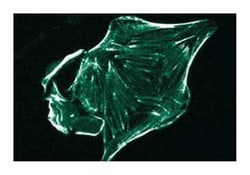 RON Mouse, Unlabeled, Clone: 29, BD:Antibodies:Primary Antibodies