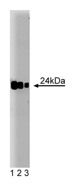 Rab8 Mouse, Unlabeled, Clone: 4, BD 50&mu;g; Unlabeled:Antibodies, Monoclonal