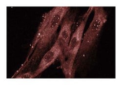 Rab8 Mouse, Unlabeled, Clone: 4, BD 50&mu;g; Unlabeled:Antibodies, Monoclonal