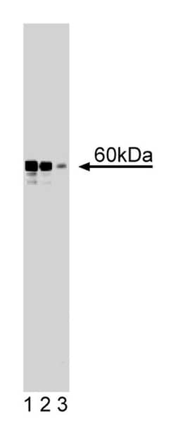hRAD9 Mouse, Unlabeled, Clone: 56, BD 50&mu;g; Unlabeled:Antibodies, Monoclonal