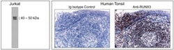 RUNX3 Mouse, Unlabeled, Clone: R3-5G4, BD 0.1mg; Unlabeled:Antibodies,