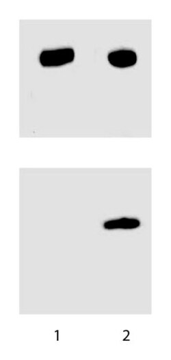 Stat3 (pY705) Mouse, Unlabeled, Clone: 4/P-STAT3, BD:Antibodies:Primary
