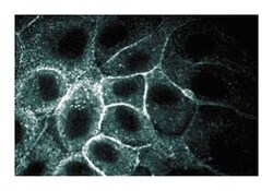 -Spectrin II Mouse, Unlabeled, Clone: 35, BD:Antibodies:Primary Antibodies
