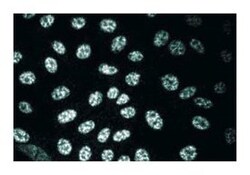 hSlu7 Mouse anti-Human, Unlabeled, Clone: 35, BD 50&mu;g; Unlabeled:Antibodies,