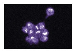 EphA4/Sek Mouse, Unlabeled, Clone: 35, BD 50&mu;g; Unlabeled:Antibodies,