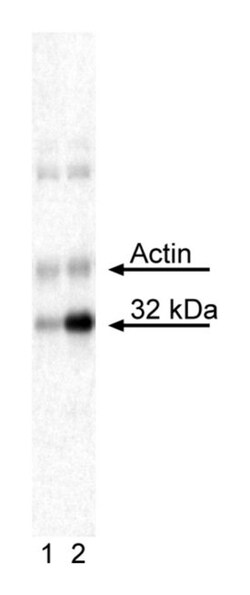 S6 (pS244) Mouse, PE, Clone: N5-676, BD 50 Tests; PE:Antibodies, Monoclonal